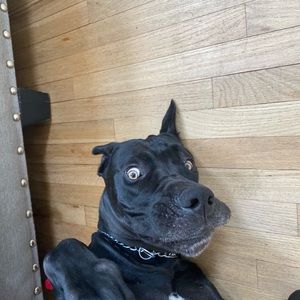 Meet your Posher, Jasmine